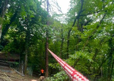 Abattage d’un Picea abies pour des raisons de sécurité à proximité d’une maison