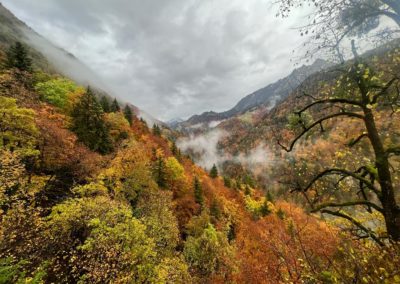 bivouac dans un Fagus sylvatica au cœur du Jura