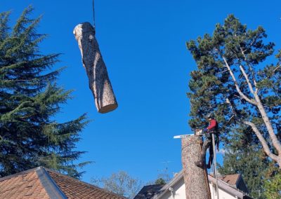 Démontage d’un épicéa avec l’aide d’un camion grue