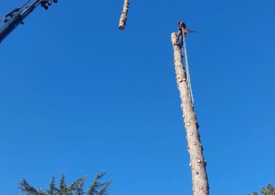 Démontage d’un épicéa avec l’aide d’un camion grue