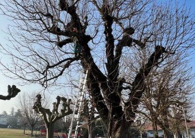 taille de restructuration sur un Aesculus hippocastanum