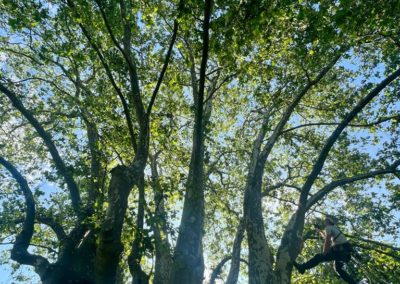 Taille de sécurité sur un Platanus x acerifolia