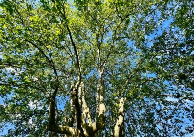 Taille de sécurité sur un Platanus x acerifolia