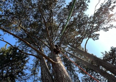 taille de sécurité sur un Pinus nigra