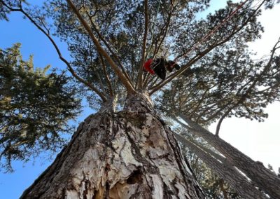 taille de sécurité sur un Pinus nigra