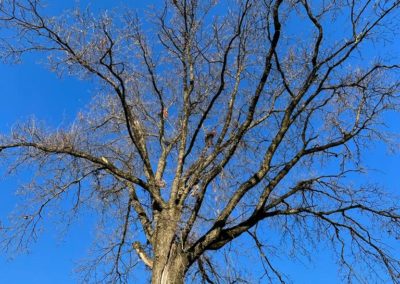 taille de soins à la couronne sur un Quercus robur