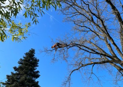 taille de soins à la couronne sur un Quercus robur